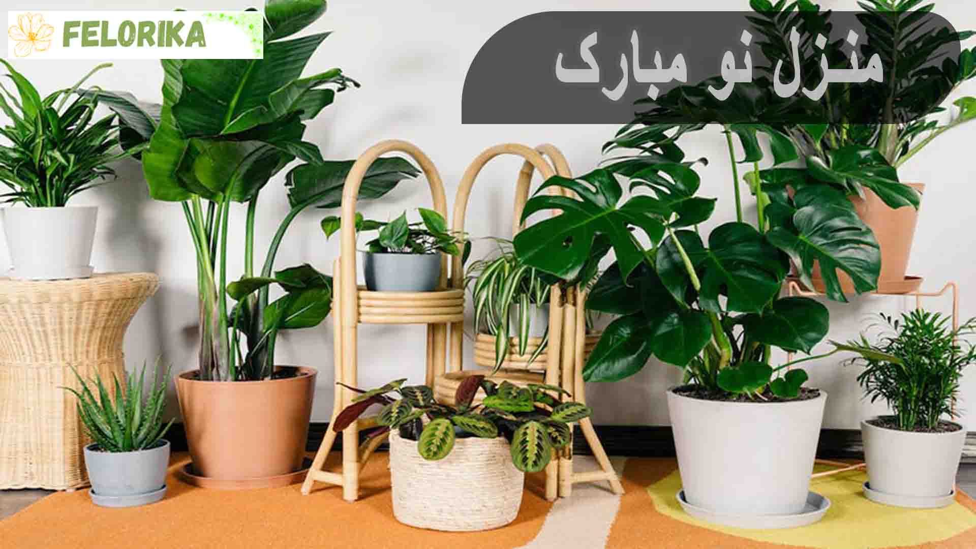 گل برای تبریک منزل نو