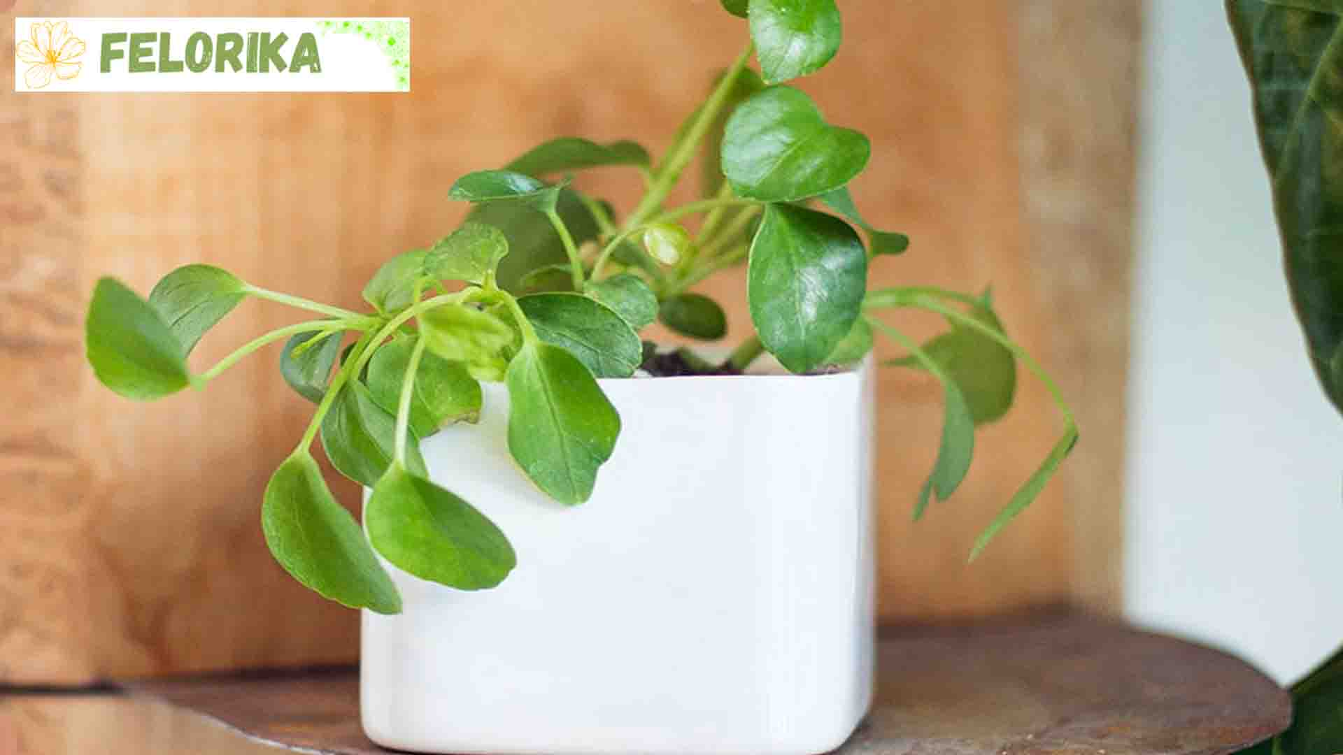علت پژمرده شدن گیاهان آپارتمانی