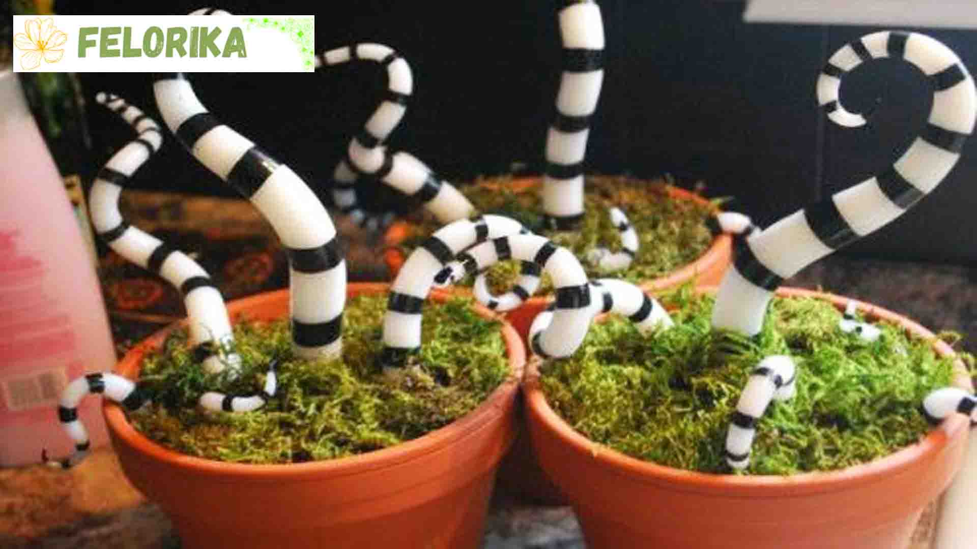 گیاهان آپارتمانی لوکس