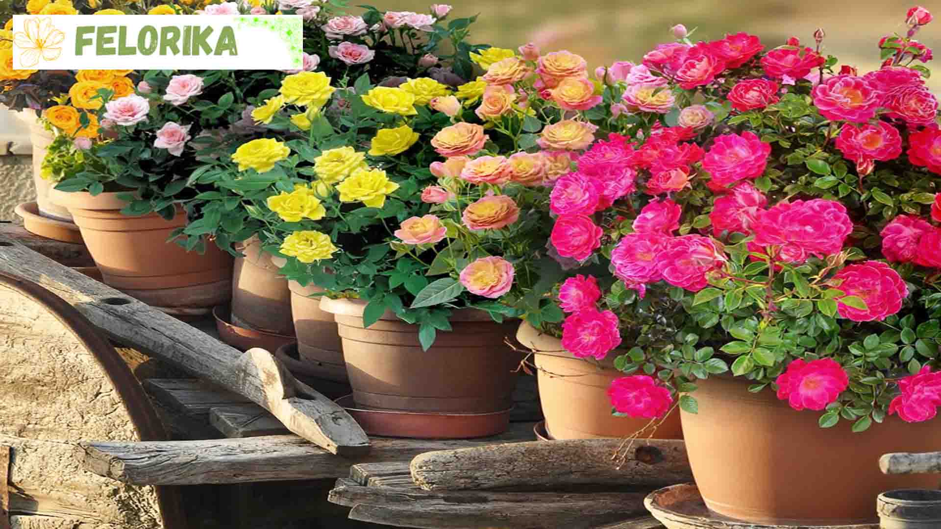 قیمت فیلر های گل